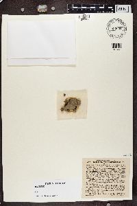Geisleria sychnogonoides image