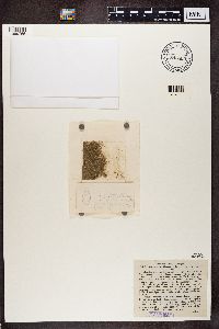 Image of Lecania cesatii