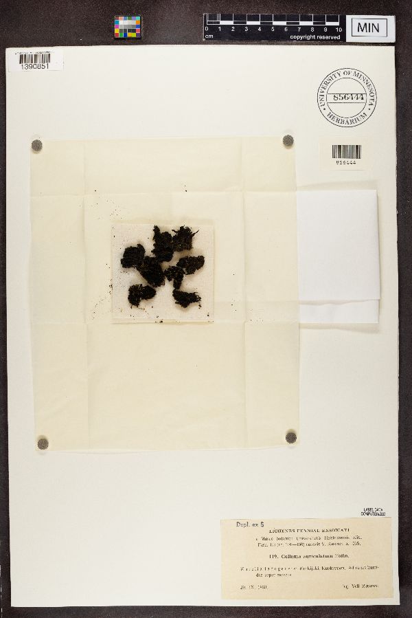 Lathagrium auriforme image