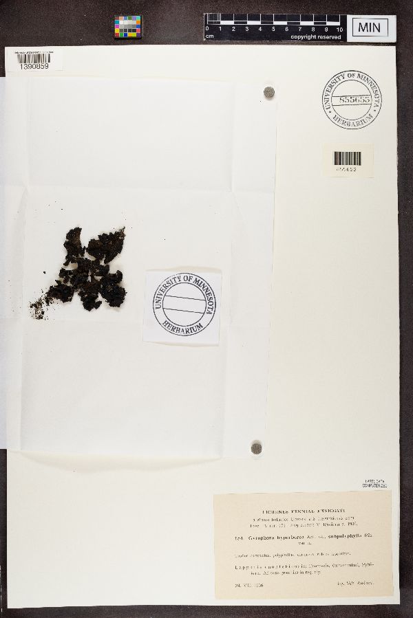 Gyrophora hyperborea var. subpolyphylla image