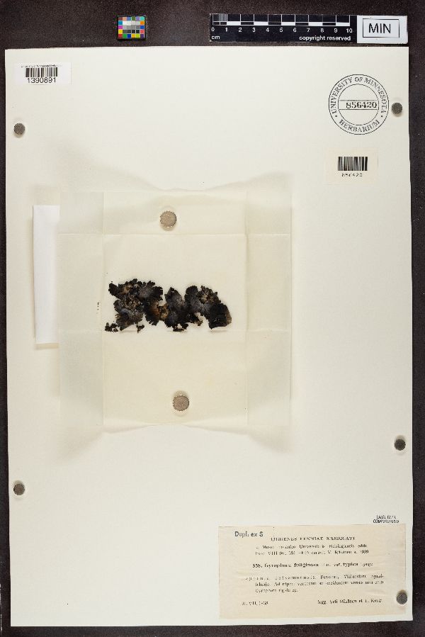 Gyrophora fuliginosa image