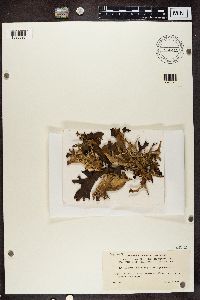 Cetraria islandica subsp. islandica image