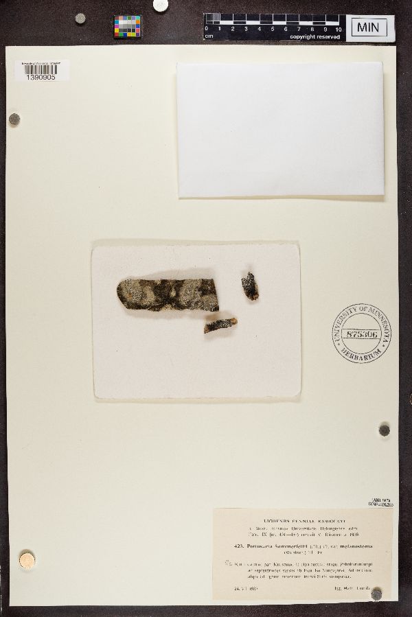 Pertusaria sommerfeltii var. melanostoma image