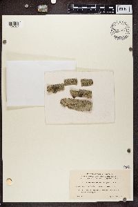Pertusaria carneopallida image