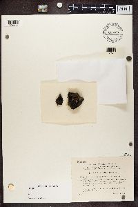 Collema glebulentum image