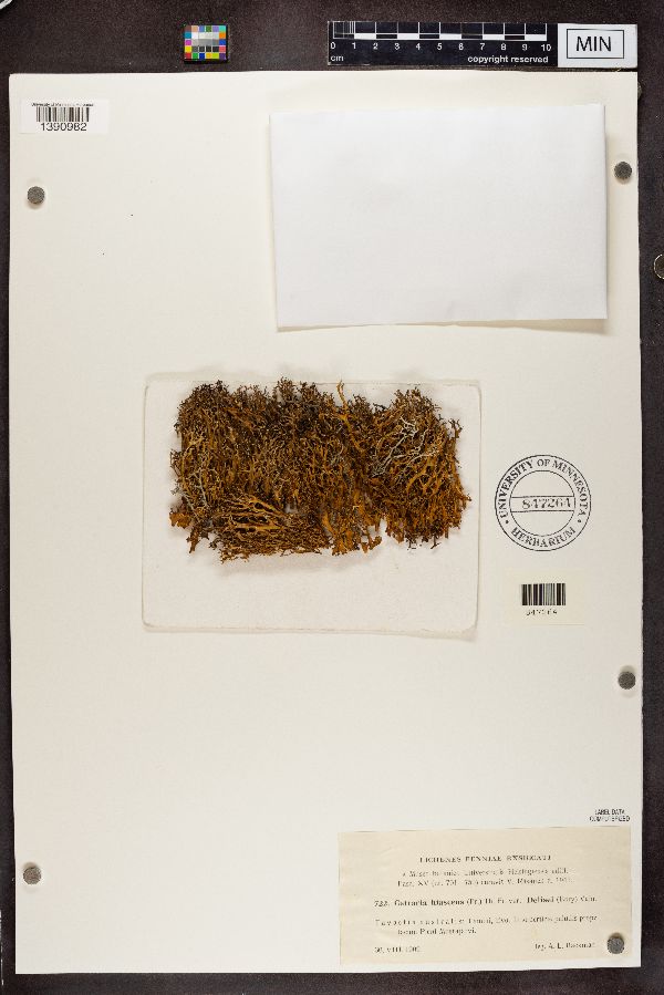 Cetraria hiascens f. delisei image