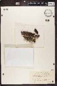 Cladonia fimbriata var. coniocraea image