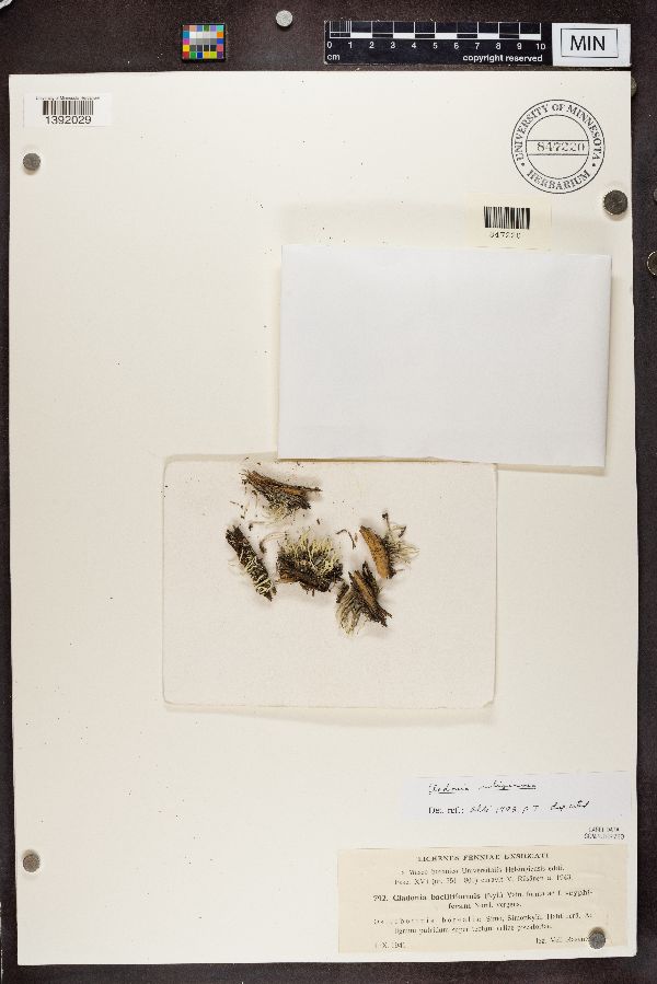 Cladonia bacilliformis image