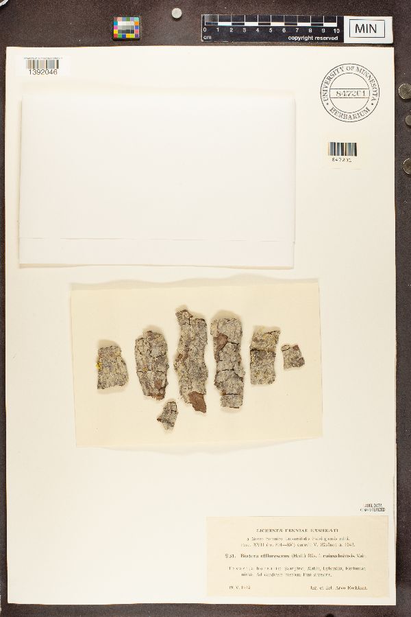 Biatora efflorescens image