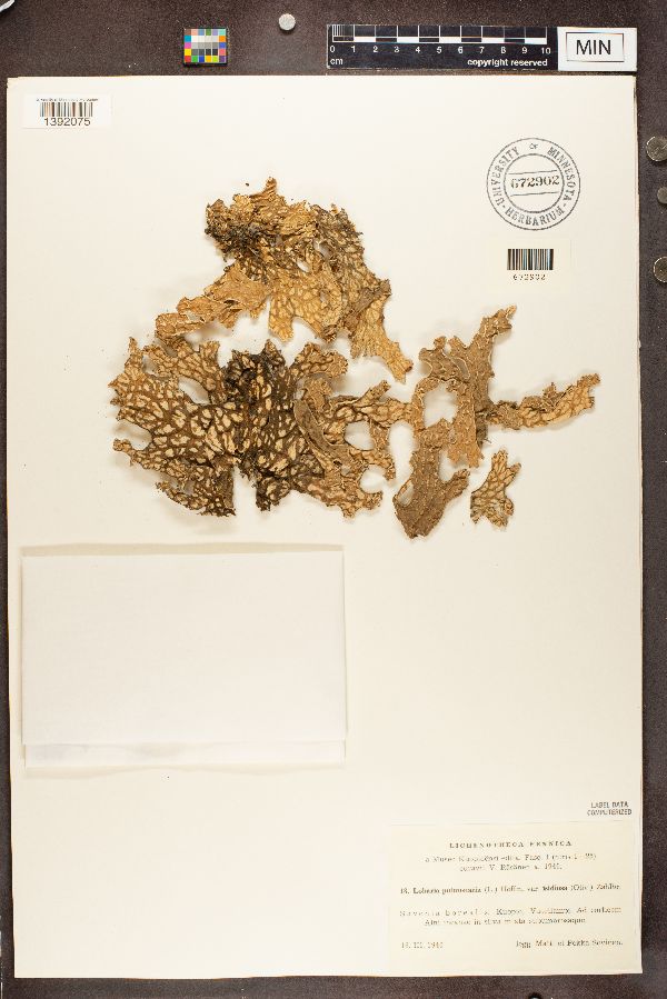Lobaria pulmonaria var. isidiosa image