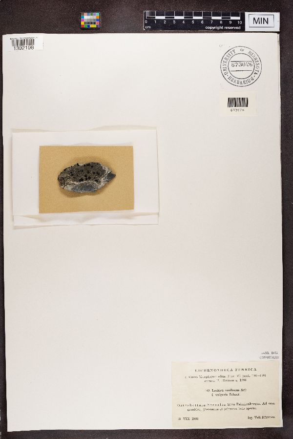 Lecidea confluens f. vulgaris image