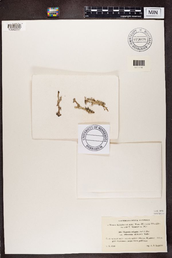 Cladonia crispata var. dilacerata image