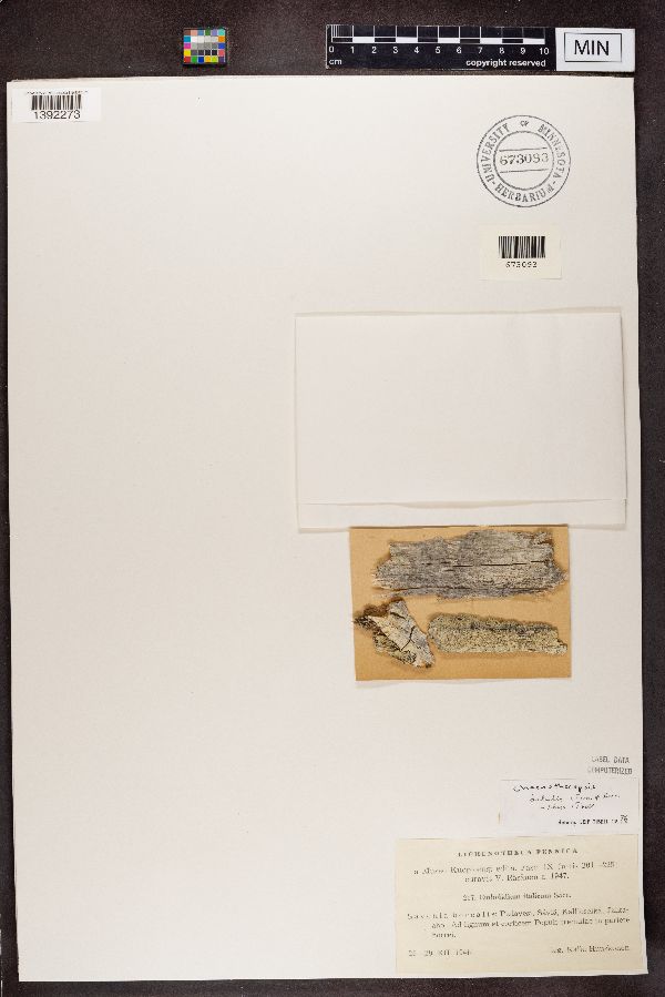 Embolidium italicum image