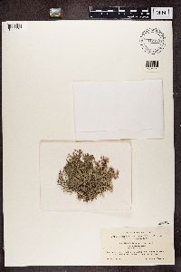 Evernia furfuracea f. scobicina image