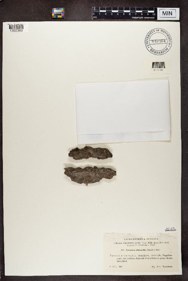 Lecanora obscurella image