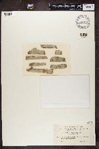 Pertusaria alpina image