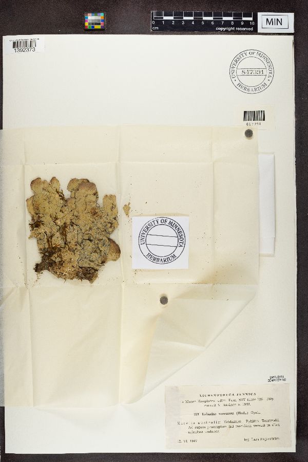 Lobarina verrucosa image