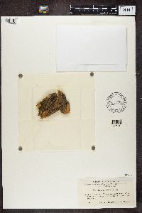 Bilimbia melaena image
