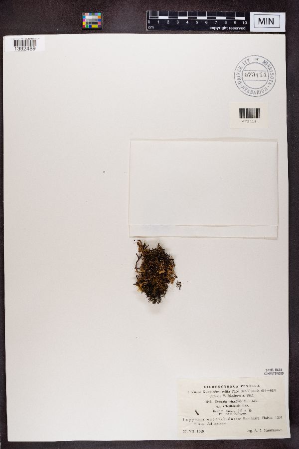 Cetraria islandica var. crispiformis image
