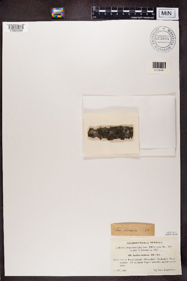 Lecidea euphorea image