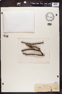 Phaeocalicium tremulicola image
