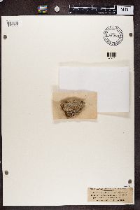 Sclerophora pallida image