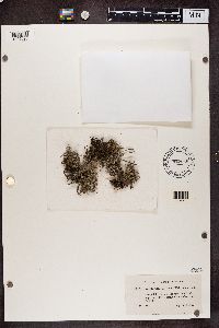 Cladonia rangiferina image