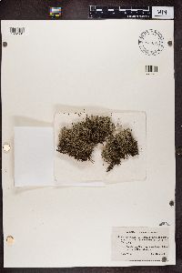 Cladonia sylvatica f. pygmaea image