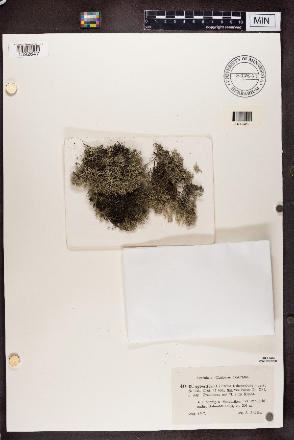 Cladonia sylvatica f. decumbens image