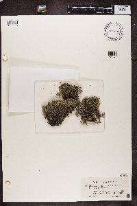 Cladonia tenuis image
