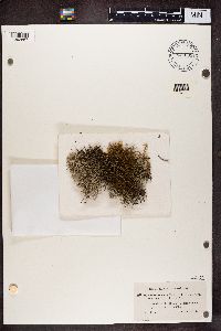 Cladonia tenuis image