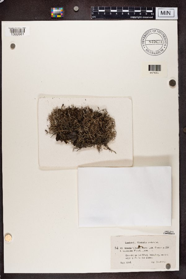 Cladonia tenuis f. fuscescens image