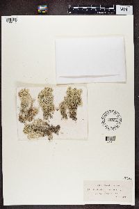 Cladonia alpestris image