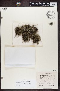 Cladonia zopfii image