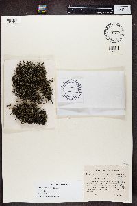 Cladonia zopfii image