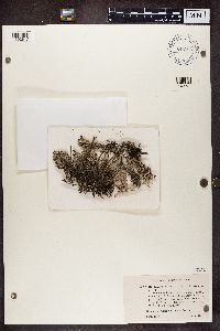 Cladonia glauca image