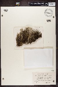 Cladonia glauca f. fastigiata image
