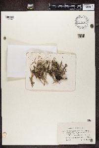 Cladonia nemoxyna image