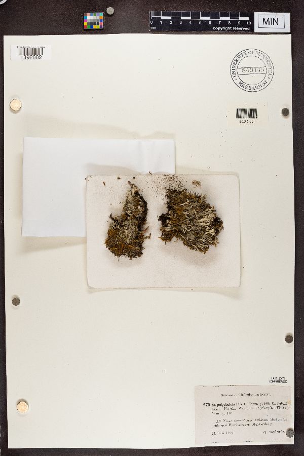 Cladonia polydactyla var. polydactyla image