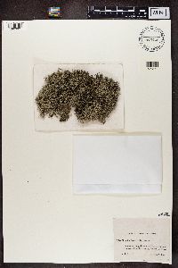 Cladina arbuscula subsp. mitis image