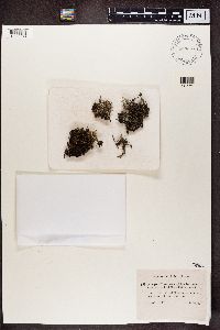 Cladonia ramulosa image