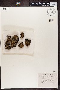Cladonia strepsilis image