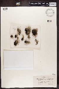 Cladonia polydactyla var. polydactyla image