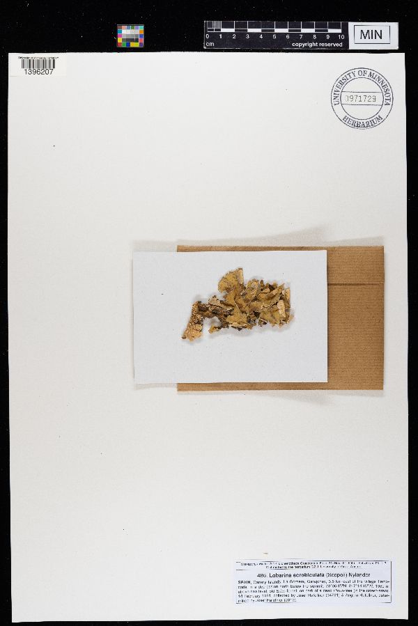 Lobarina scrobiculata image