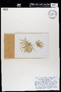 Ramalina fraxinea image