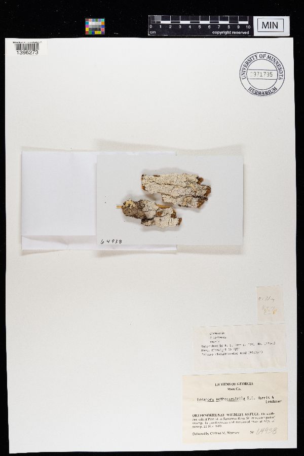 Lecanora nothocaesiella image