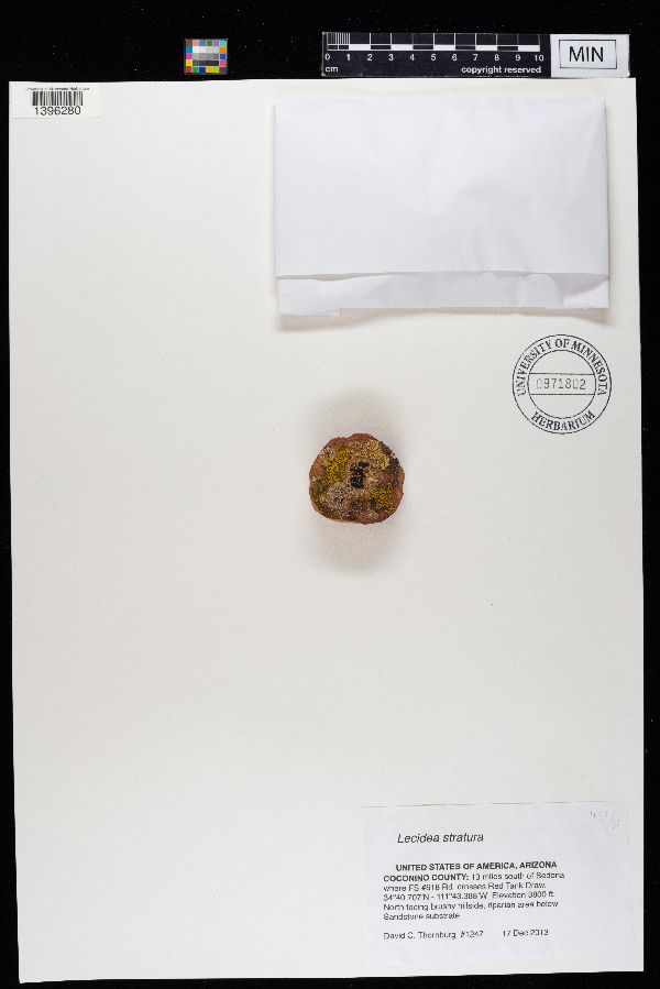 Lecidea stratura image