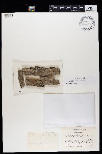 Melaspilea urceolata image