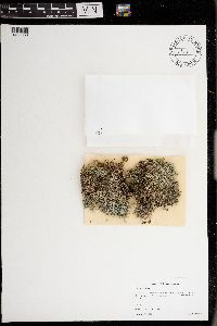 Cladonia wainioi image