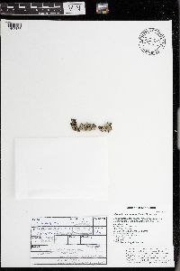 Myelochroa aurulenta image